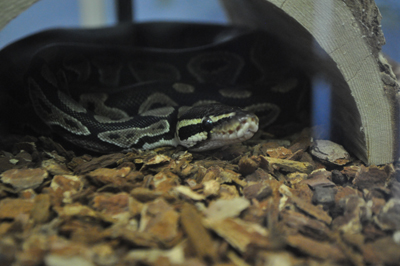 Python found in Commons Apartments