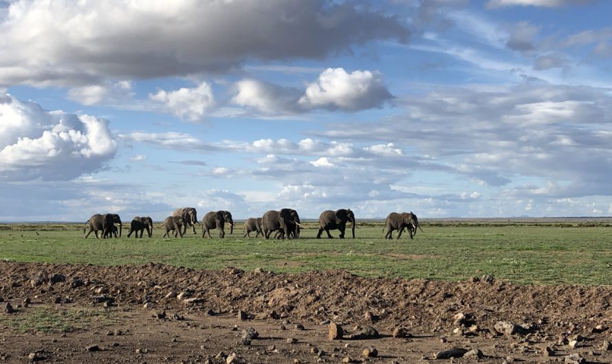 Student shares study abroad experience in Kenya