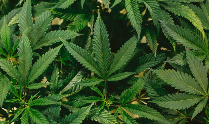 Recreational marijuana moves up legislative ladder despite DeWine’s grievances