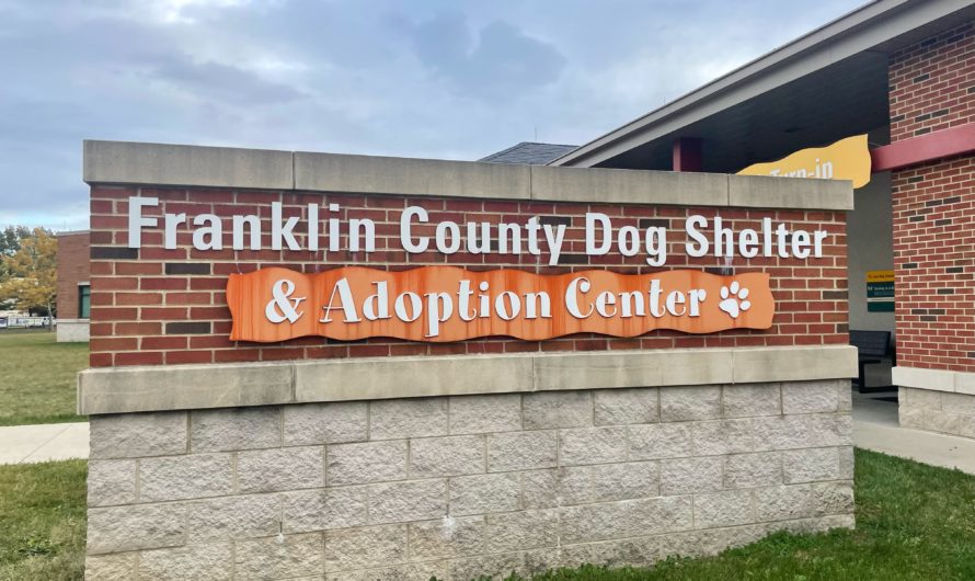 Meet five adoptable Franklin County shelter dogs in need of a home