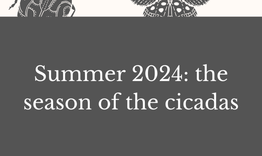 Summer 2024: the season of the cicadas