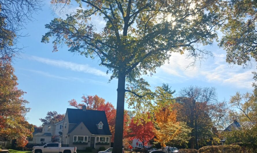 Your campus is a tree garden