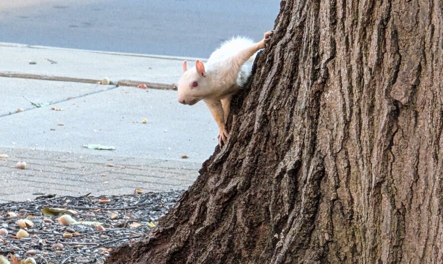 Satire: University imports albino squirrels for more campus diversity