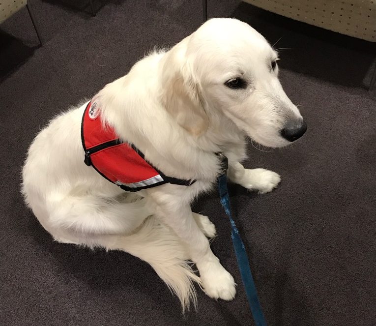 Administrator trains service animals with 4 Paws for Ability | The Chimes